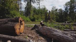Best Tree Maintenance Programs  in Pompano Beach, FL