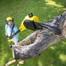 Best Firewood Processing and Delivery  in Pompano Beach, FL