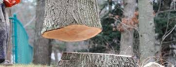 Best Tree Removal  in Pompano Beach, FL
