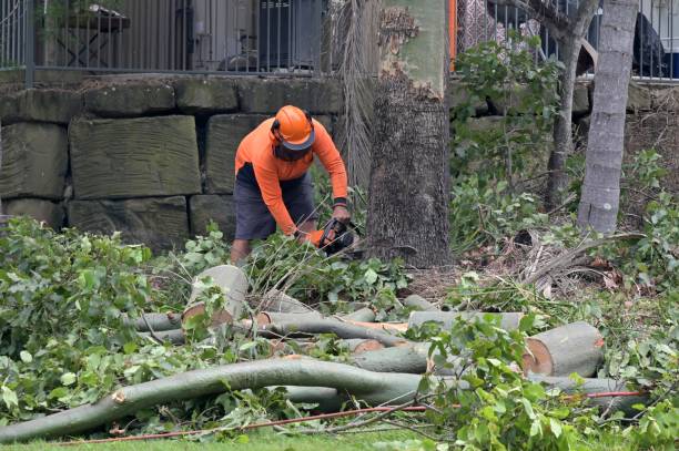 How Our Tree Care Process Works  in  Pompano Beach, FL